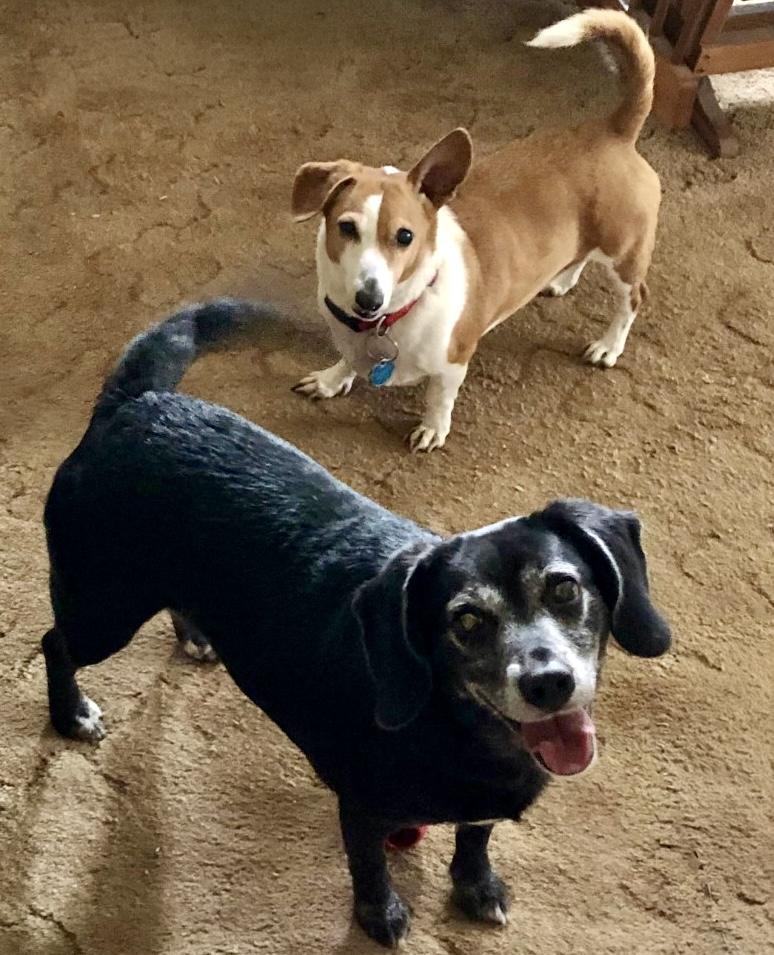 Dakota-Courtesy Listing, an adopted Mixed Breed in Westfield, NY image 2/5