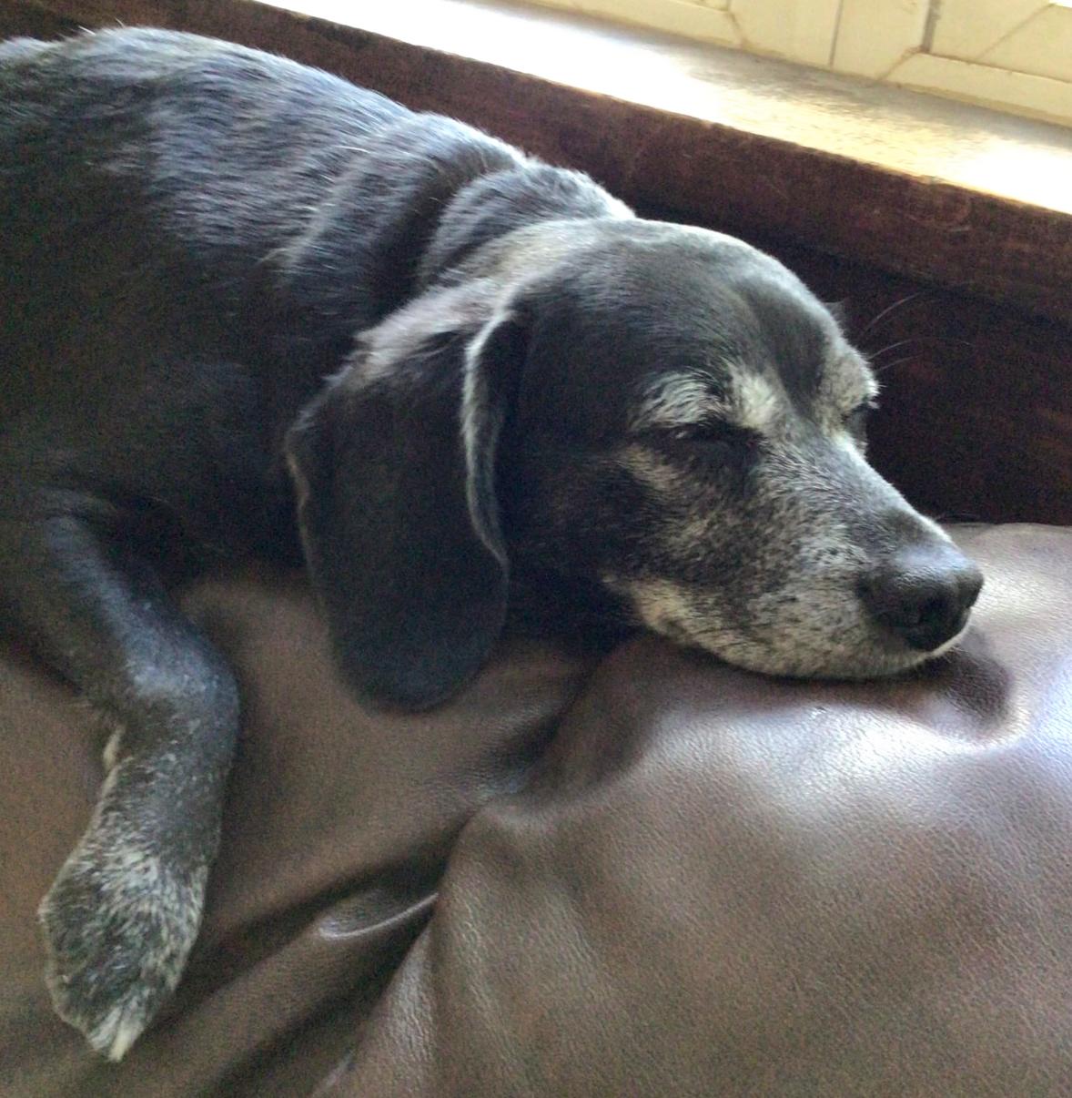 Dakota-Courtesy Listing, an adopted Mixed Breed in Westfield, NY image 3/5