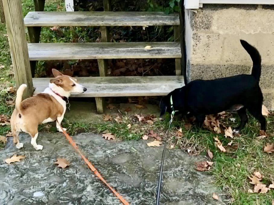 Dakota-Courtesy Listing, an adopted Mixed Breed in Westfield, NY image 4/5