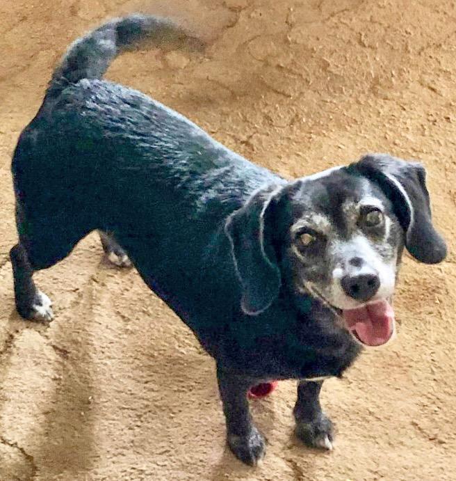 Dakota-Courtesy Listing, an adopted Mixed Breed in Westfield, NY image 5/5