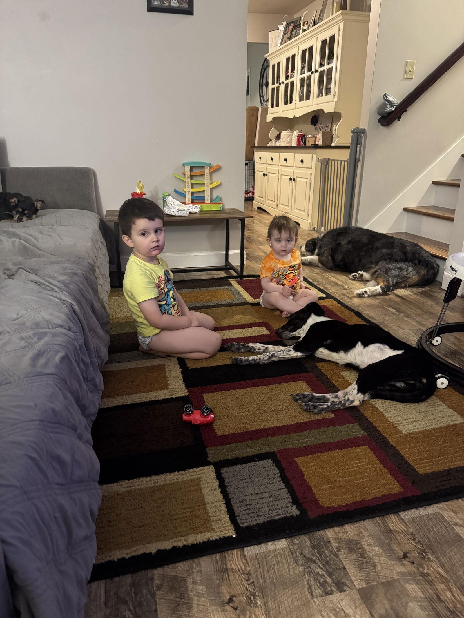 Tank, Adopted, Young Male Mixed Breed.