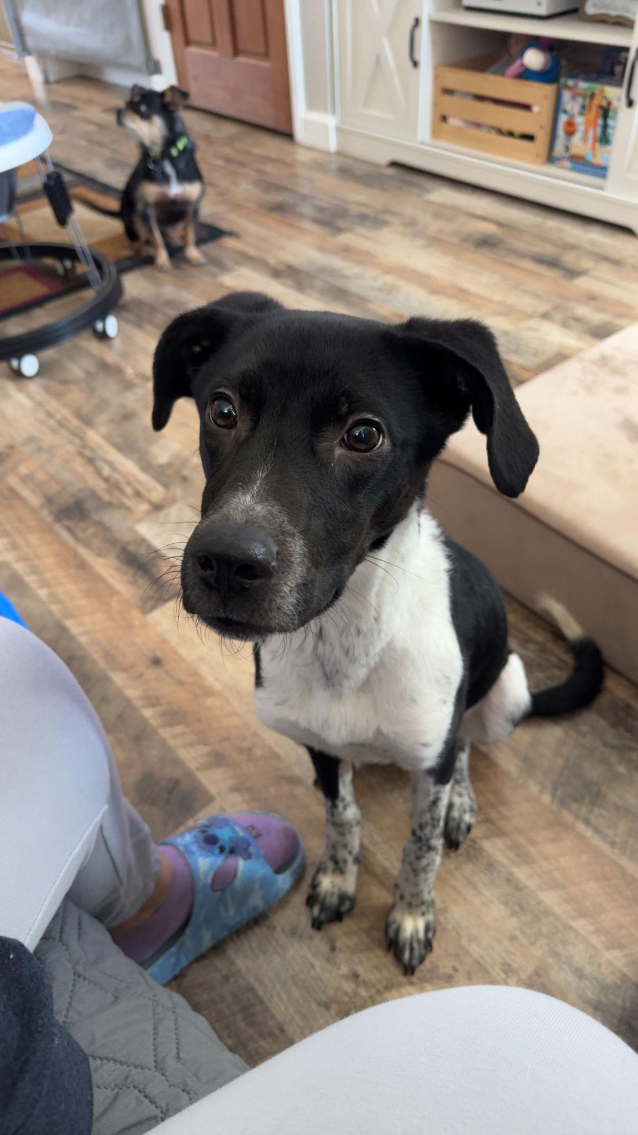 Enlarge Tank, a Adopted Mixed Breed in Fenton, MO image 2/3