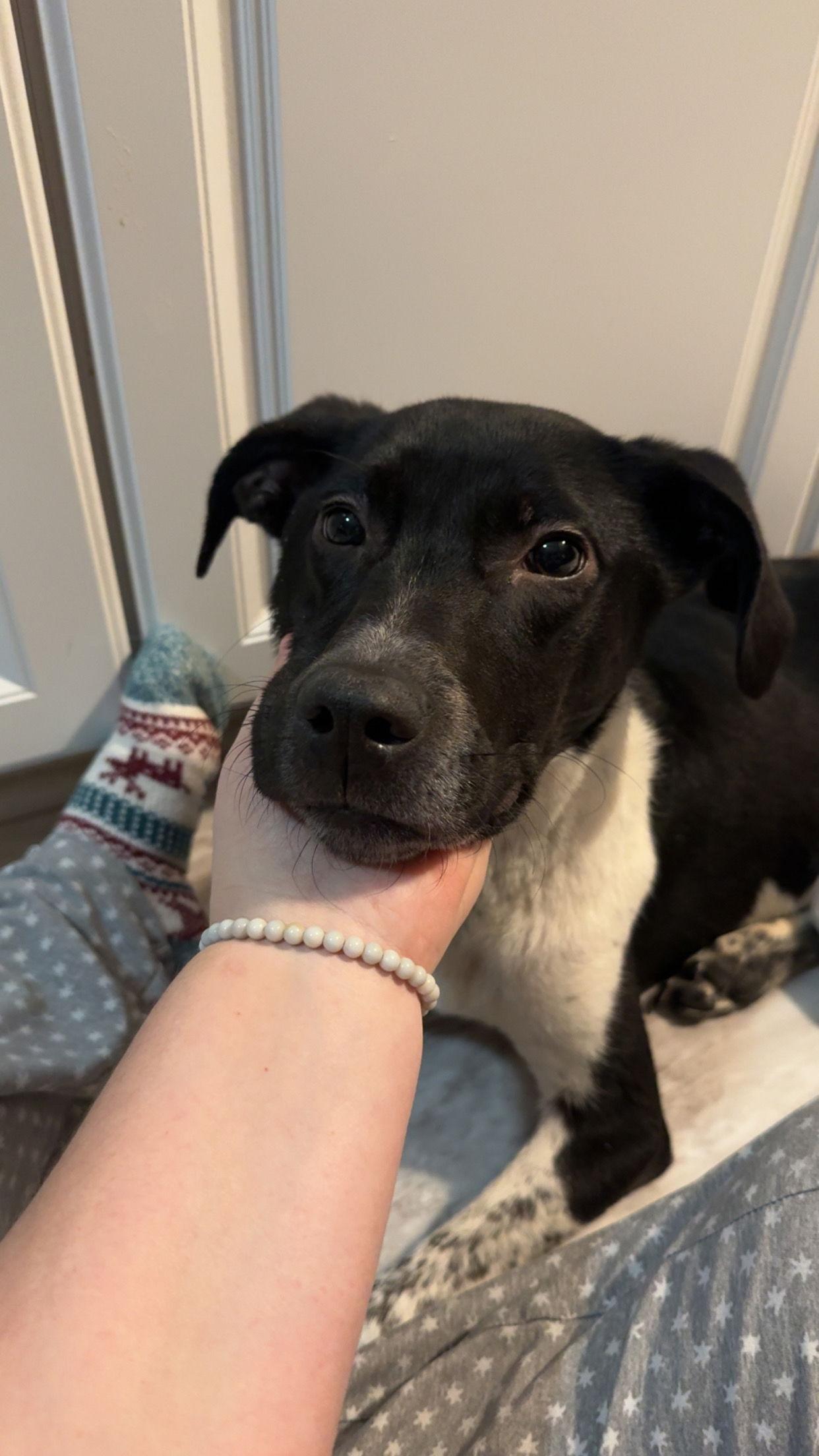 Enlarge Tank, a Adopted Mixed Breed in Fenton, MO image 3/3