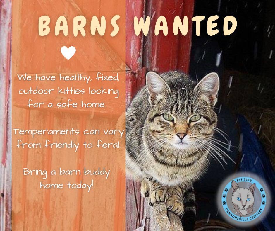 BARN CAT - Gazelle, Adoptable, Young Female Domestic Short Hair.