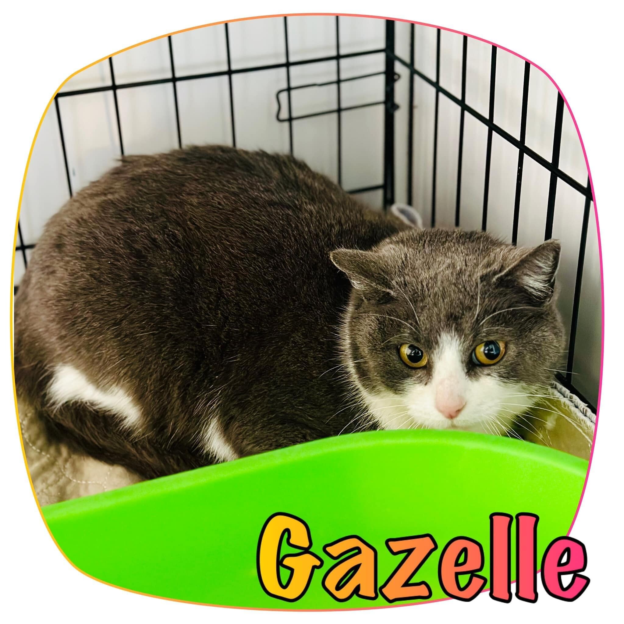 BARN CAT - Gazelle, a Adoptable mixed breed in Stanton, MI image 3/6