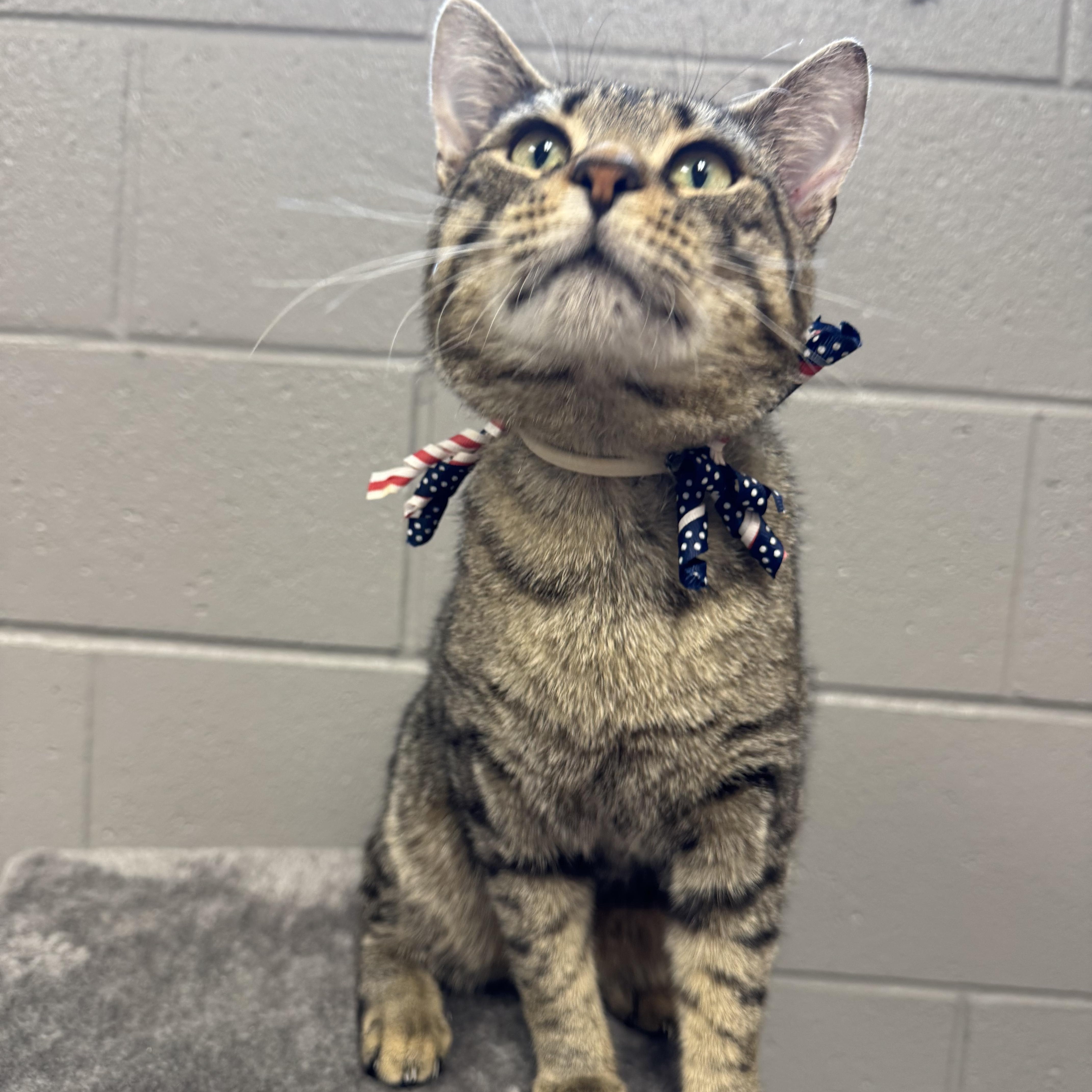 Enlarge Wonderful Ray, a ADOPTABLE Tabby in West Hartford , CT image 3/4