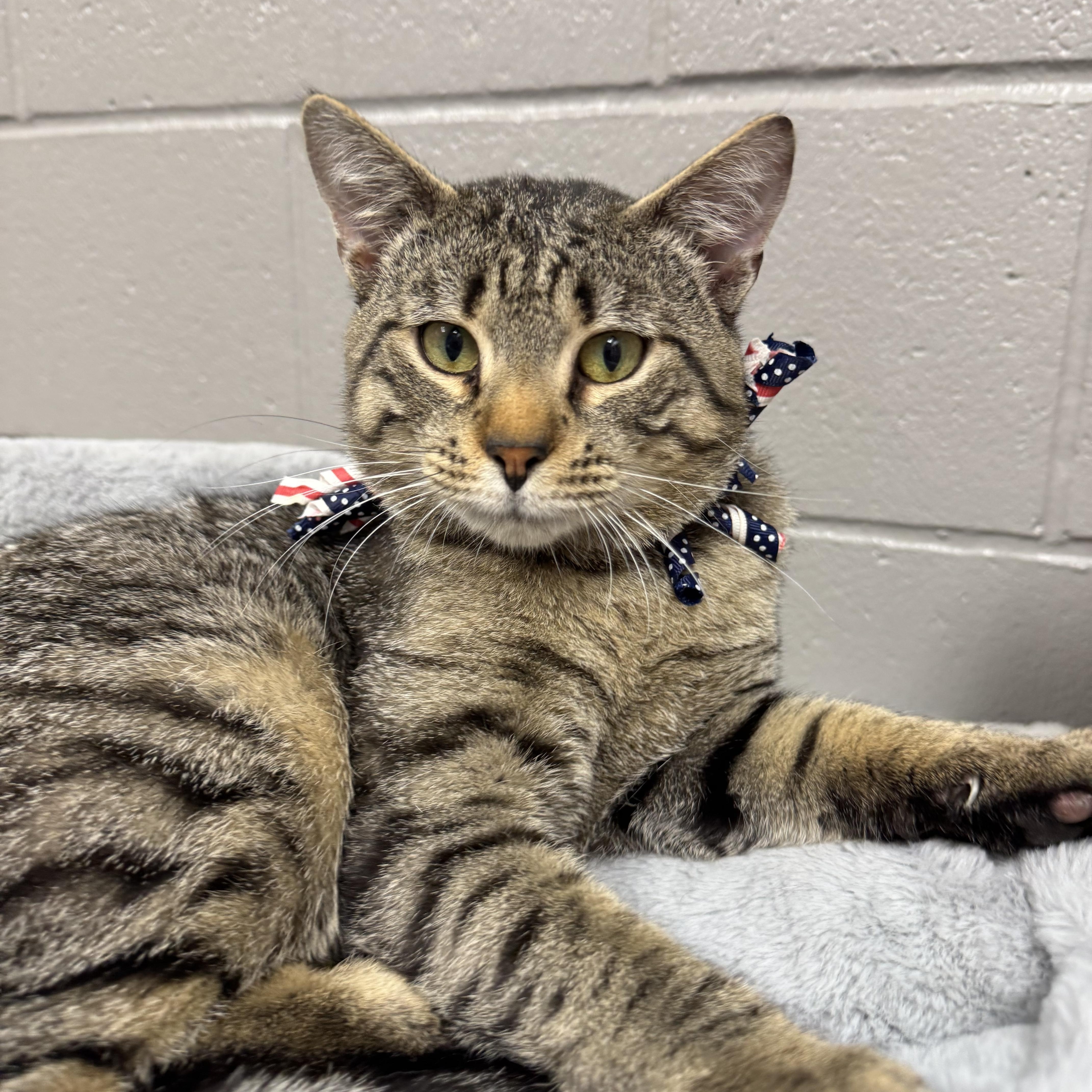 Enlarge Wonderful Ray, a ADOPTABLE Tabby in West Hartford , CT image 2/4