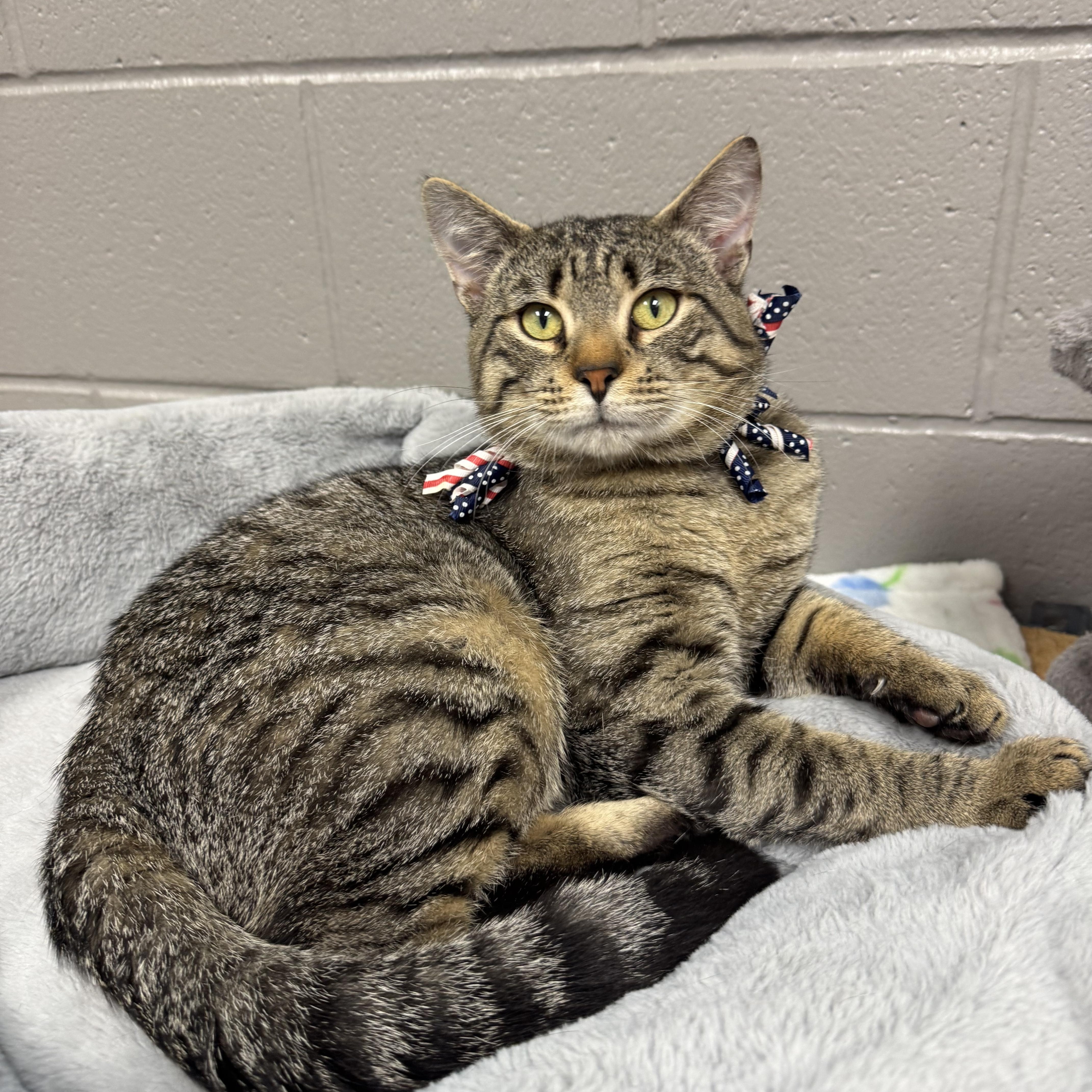 Wonderful Ray, ADOPTABLE, Young Male Tabby.