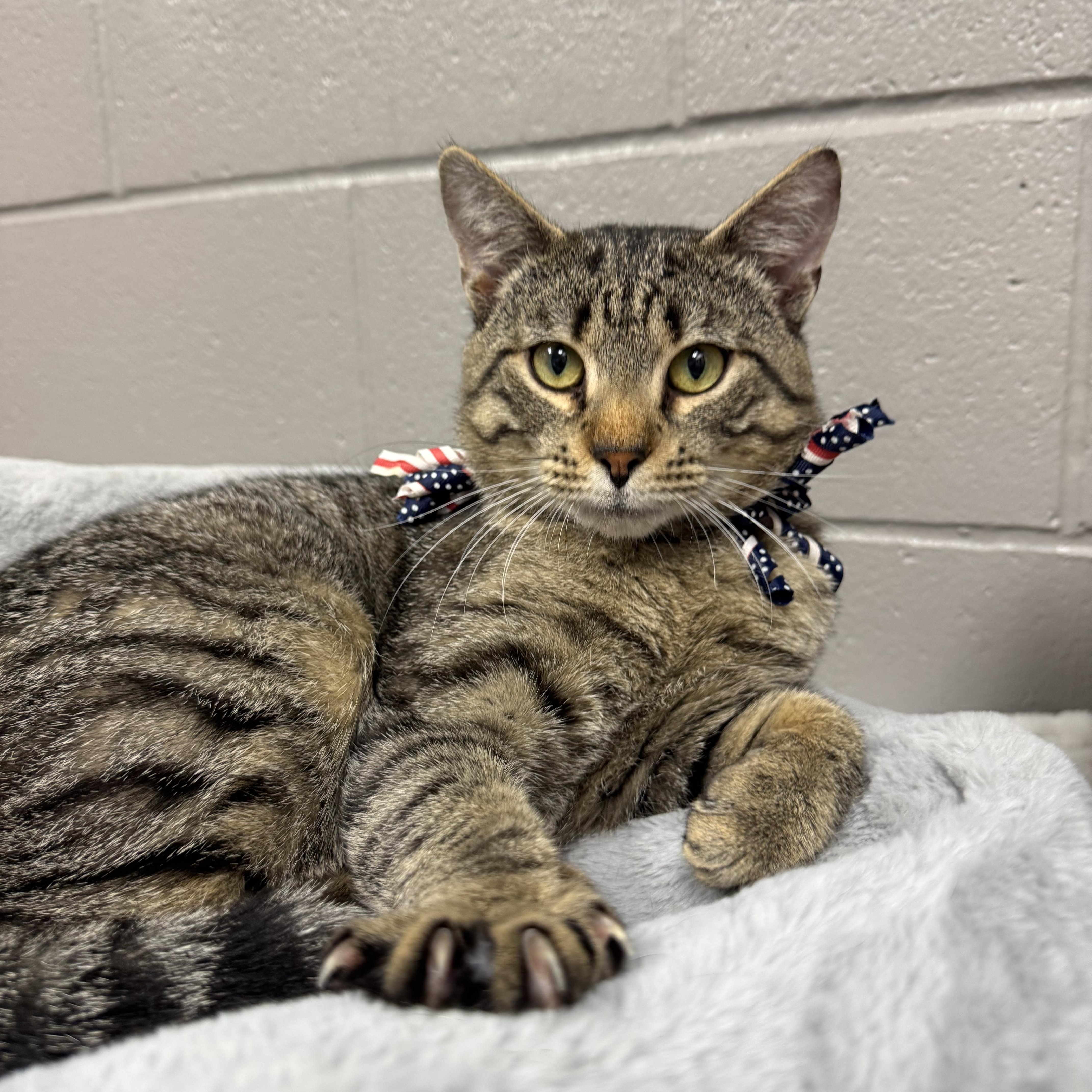 Enlarge Wonderful Ray, a ADOPTABLE Tabby in West Hartford , CT image 4/4