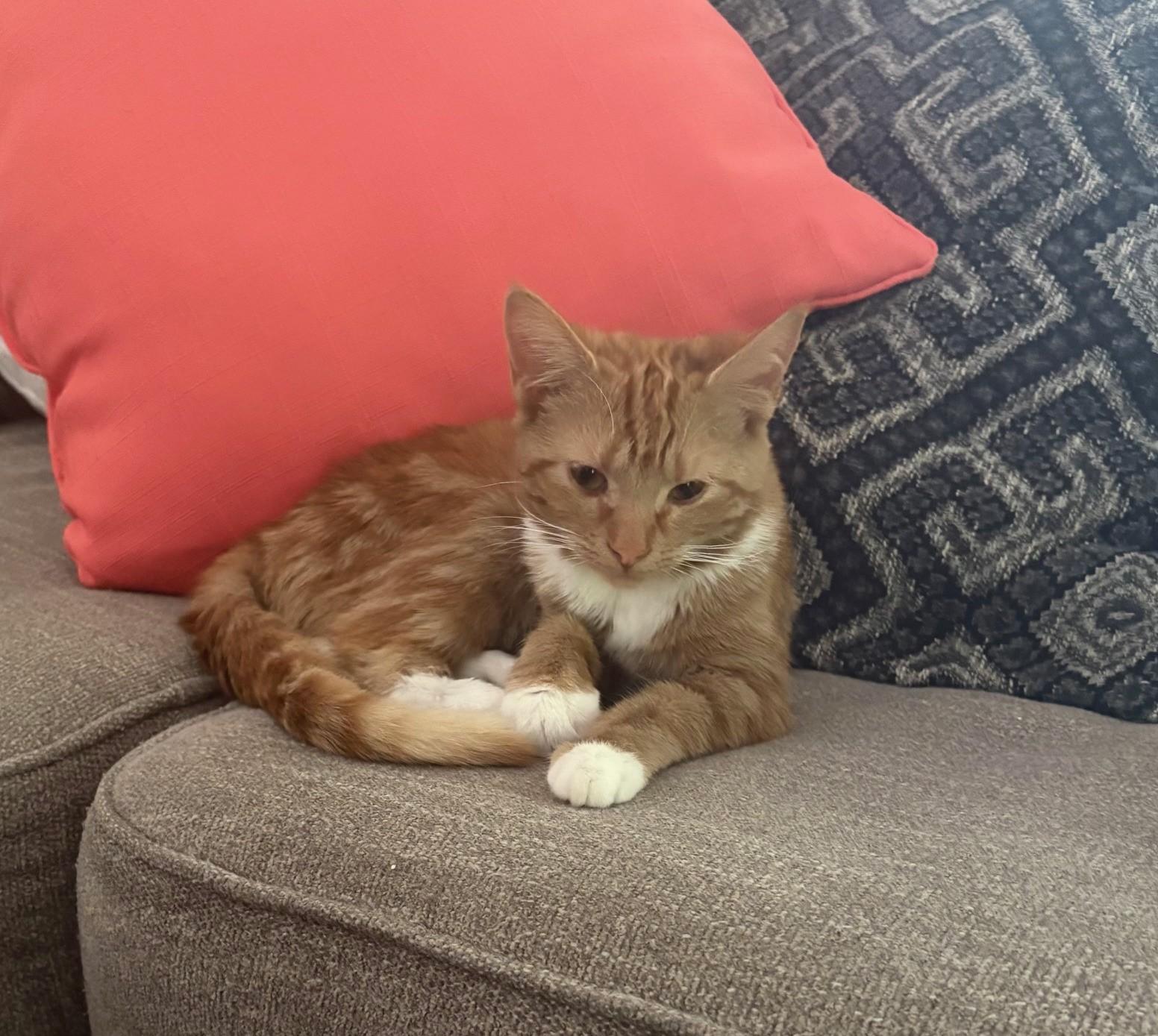 Enlarge Cholula, an adopted Tabby in Columbia, SC image 2/2