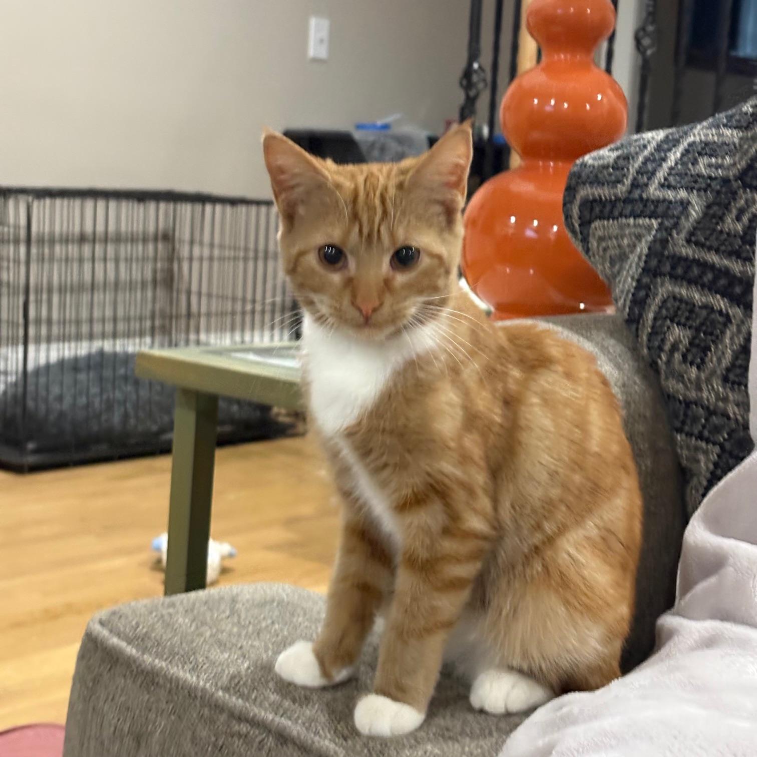 Enlarge Cholula, an adopted Tabby in Columbia, SC image 1/2