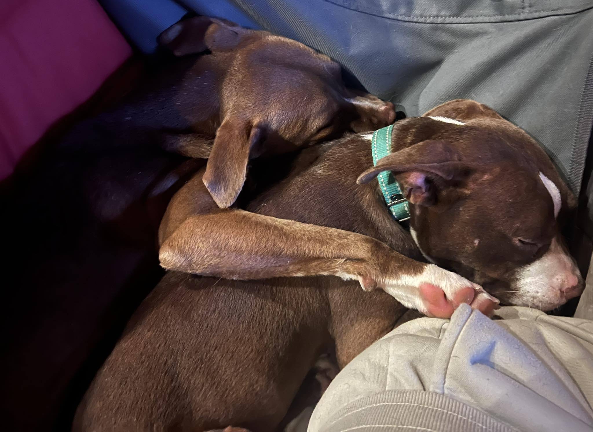 Courtesy Posting - Gigi