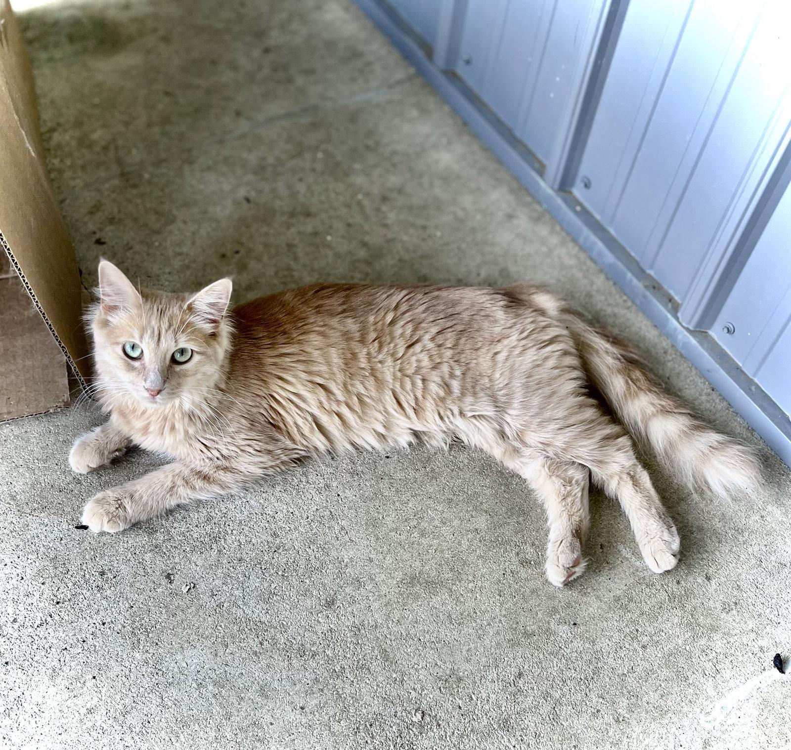 Gift, Adopted, Kitten Female Domestic Short Hair.