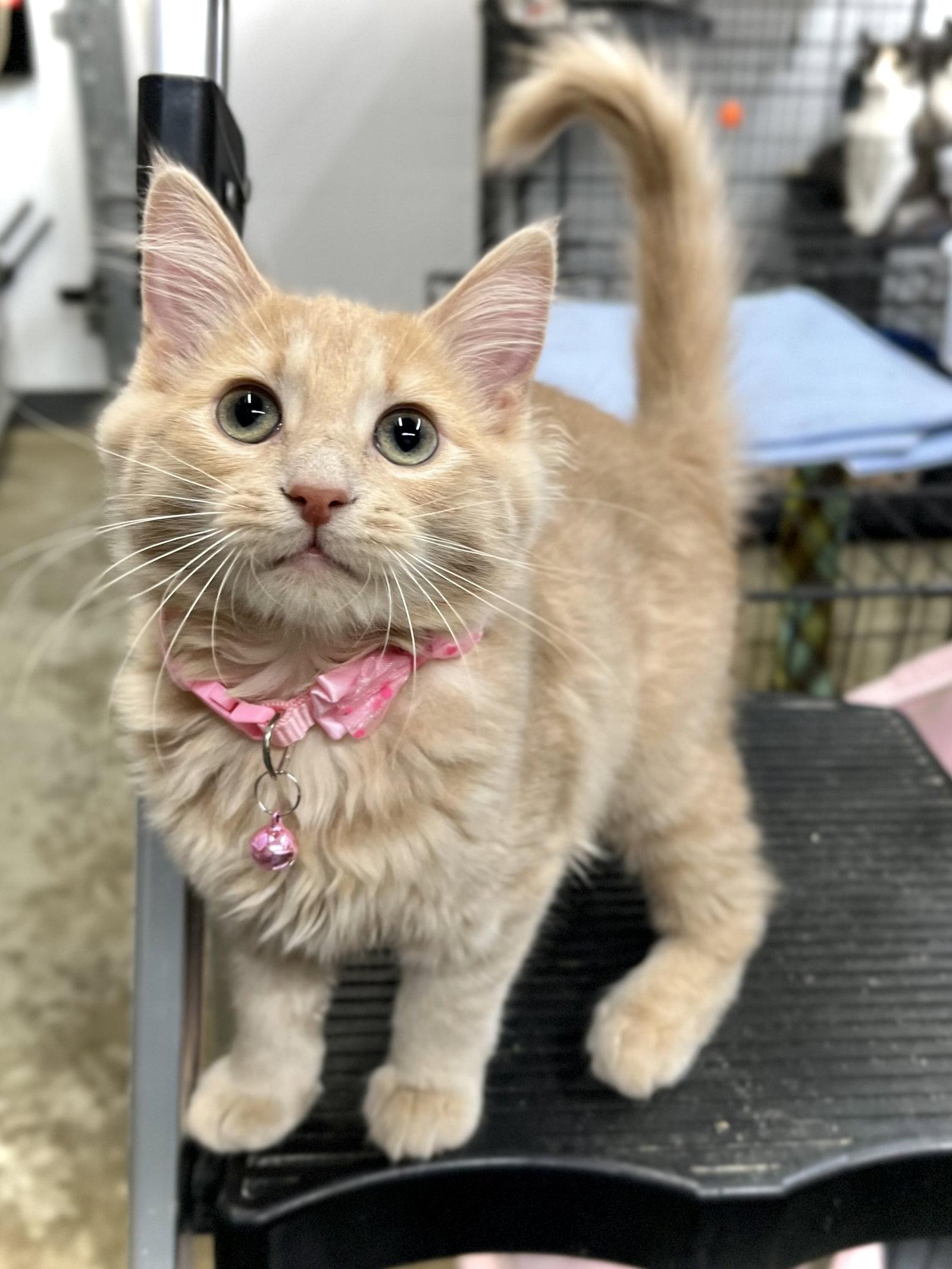 Gift, a Adopted Domestic Short Hair in Estherville, IA image 2/3