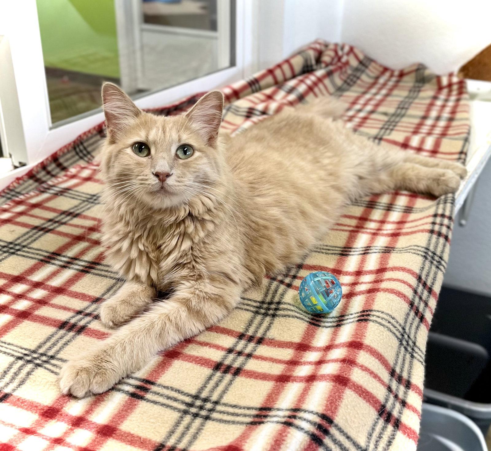 Gift, a Adopted Domestic Short Hair in Estherville, IA image 3/3
