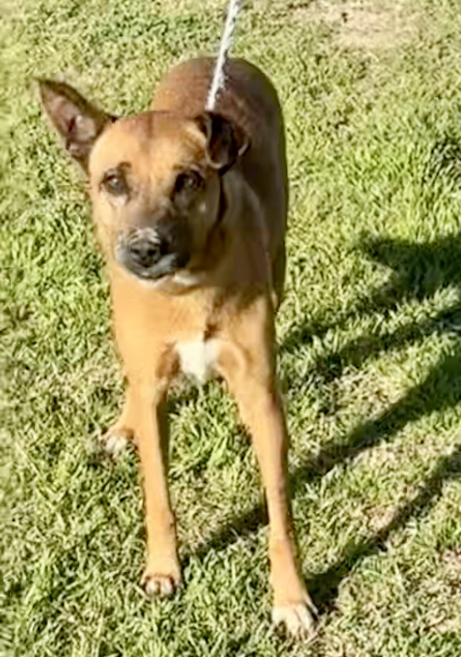 Bambi, an adoptable Labrador Retriever, Shepherd in Aberdeen, SD, 57401 | Photo Image 2