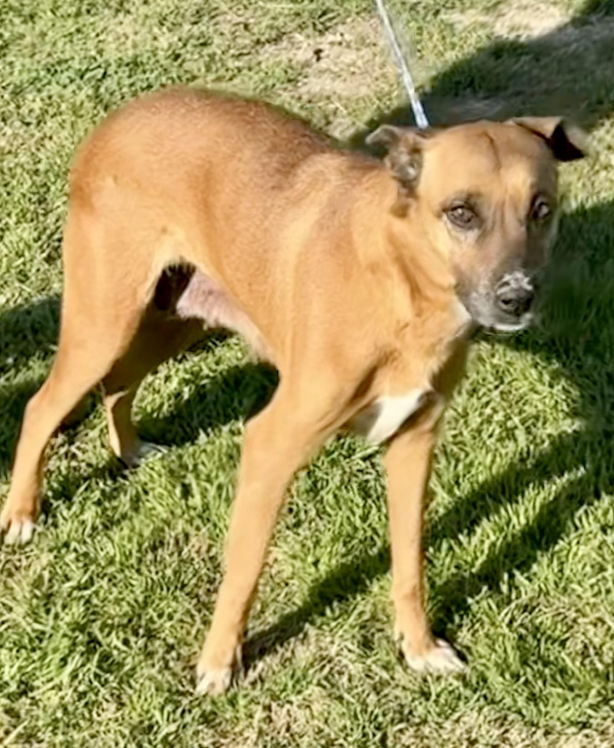 Bambi, an adoptable Labrador Retriever, Shepherd in Aberdeen, SD, 57401 | Photo Image 5