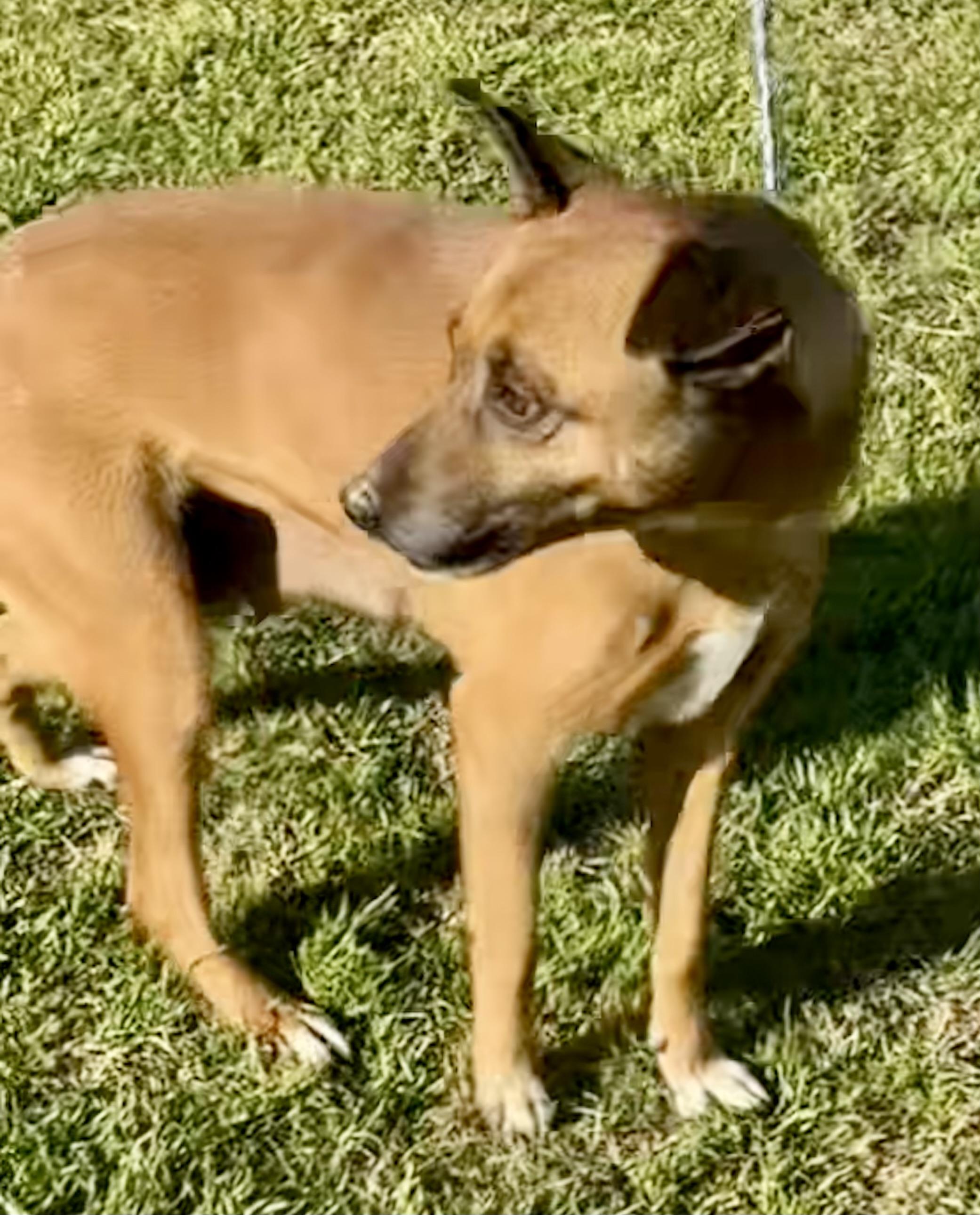 Bambi, an adoptable Labrador Retriever, Shepherd in Aberdeen, SD, 57401 | Photo Image 4