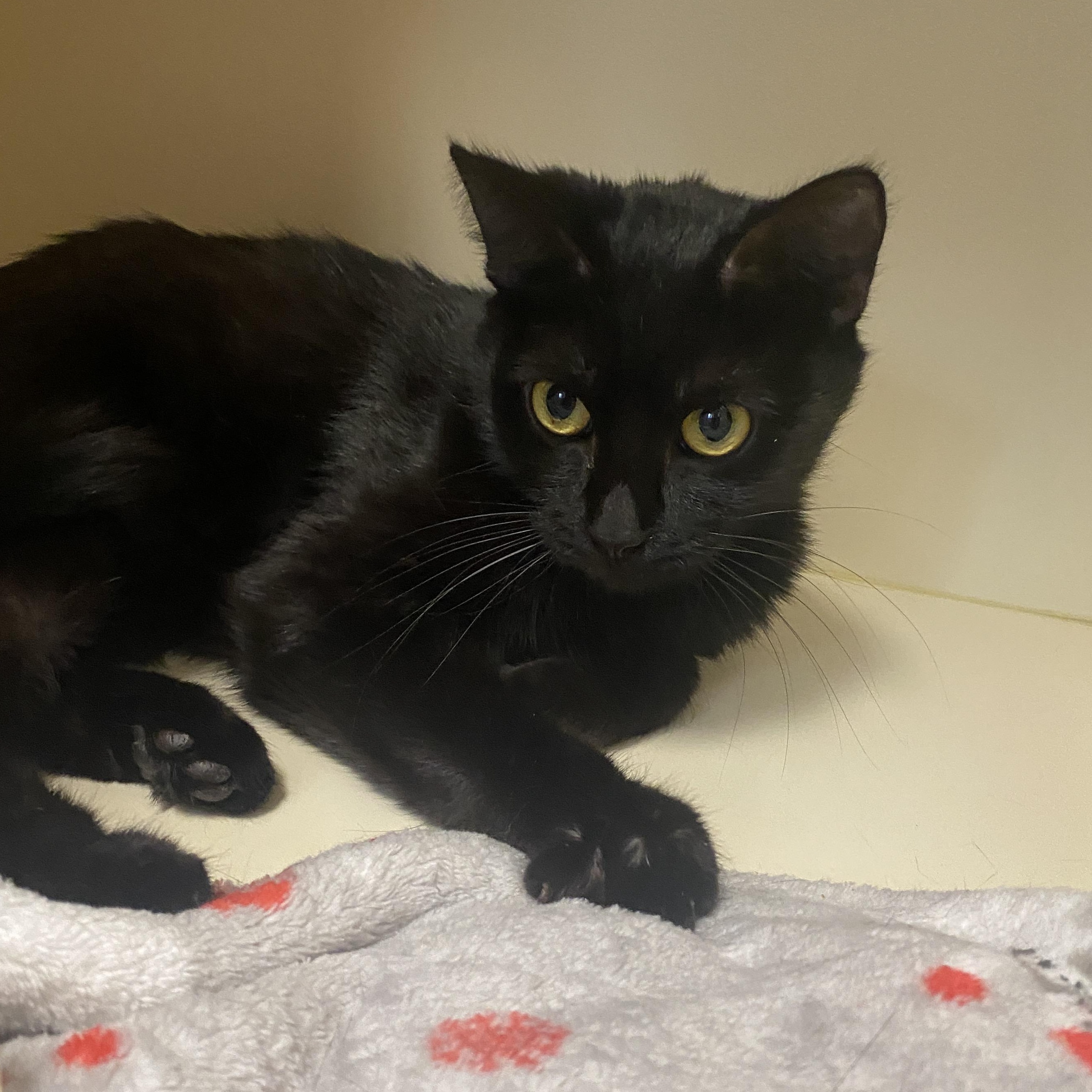Pixie Stick, adoptable, Adult Female Domestic Short Hair.