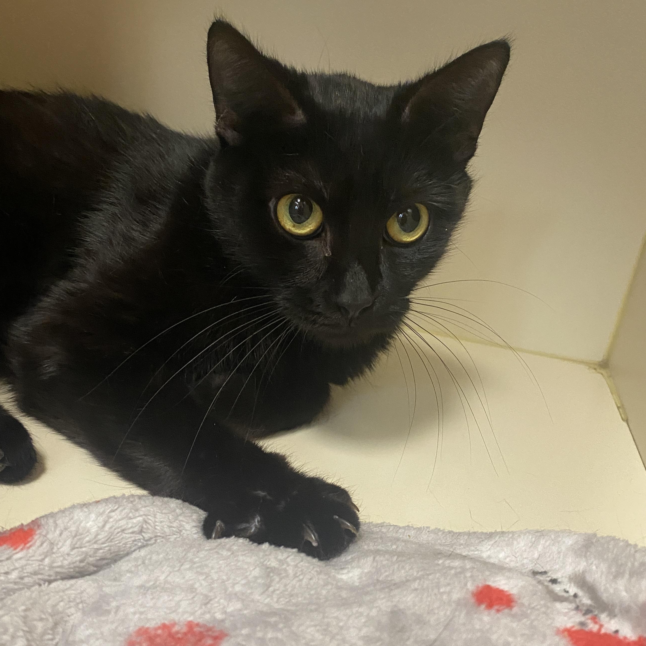 Pixie Stick, an adoptable Domestic Short Hair in Elyria, OH image 3/3