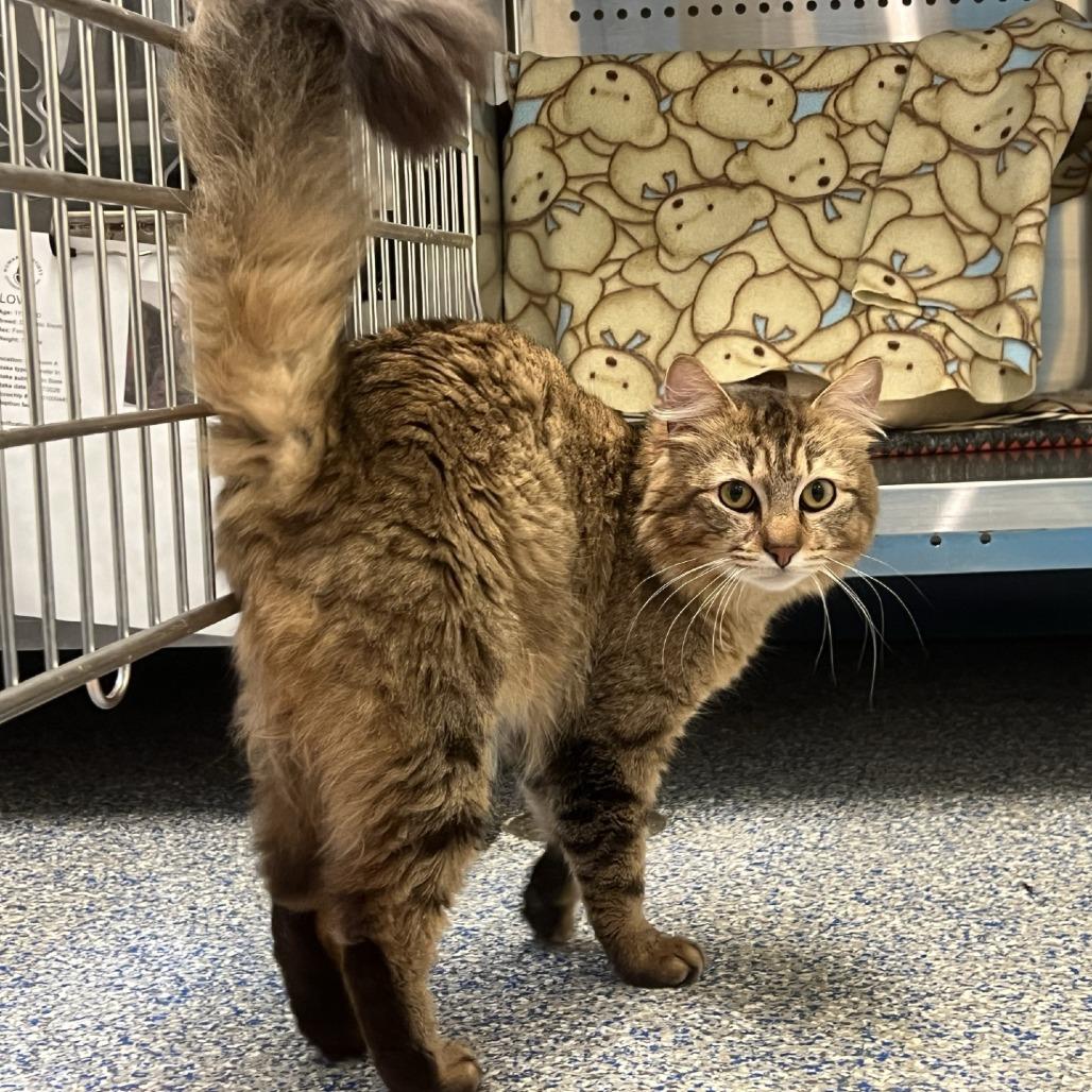 Oregon Grape, Adoptable, Adult Male Domestic Long Hair.