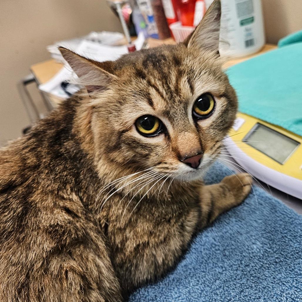 Enlarge Oregon Grape, a Adoptable Domestic Long Hair in Port Townsend, WA image 2/4