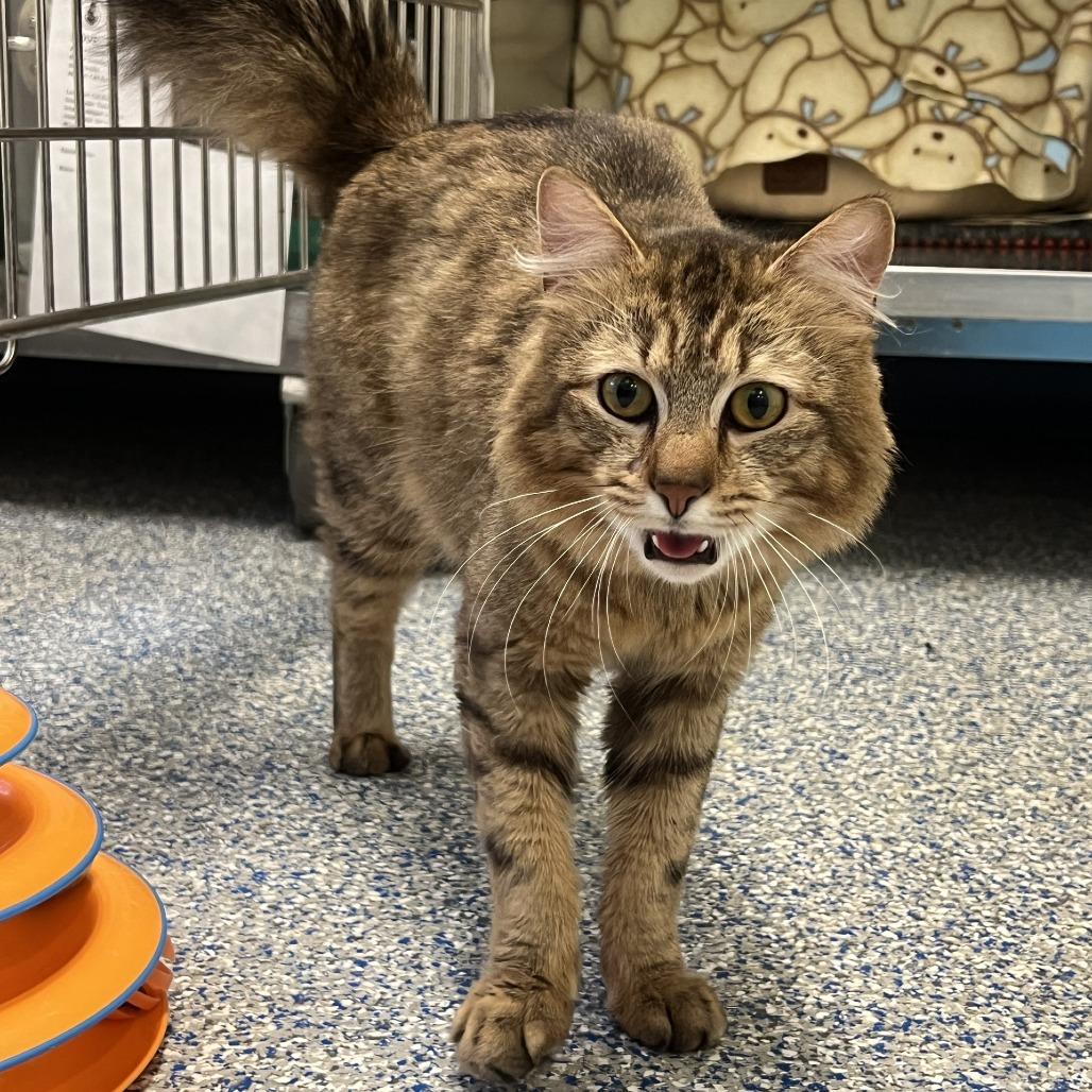 Enlarge Oregon Grape, a Adoptable Domestic Long Hair in Port Townsend, WA image 3/4