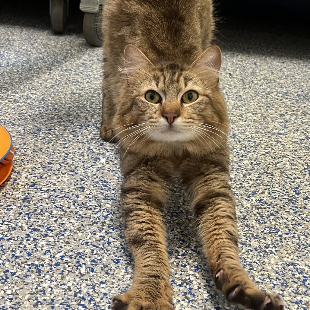 Enlarge Oregon Grape, a Adoptable Domestic Long Hair in Port Townsend, WA image 4/4