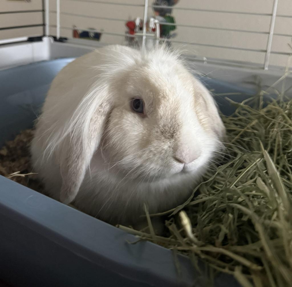 Enlarge Anastasia, a Adoptable Lop Eared in Pomona, NY image 1/1