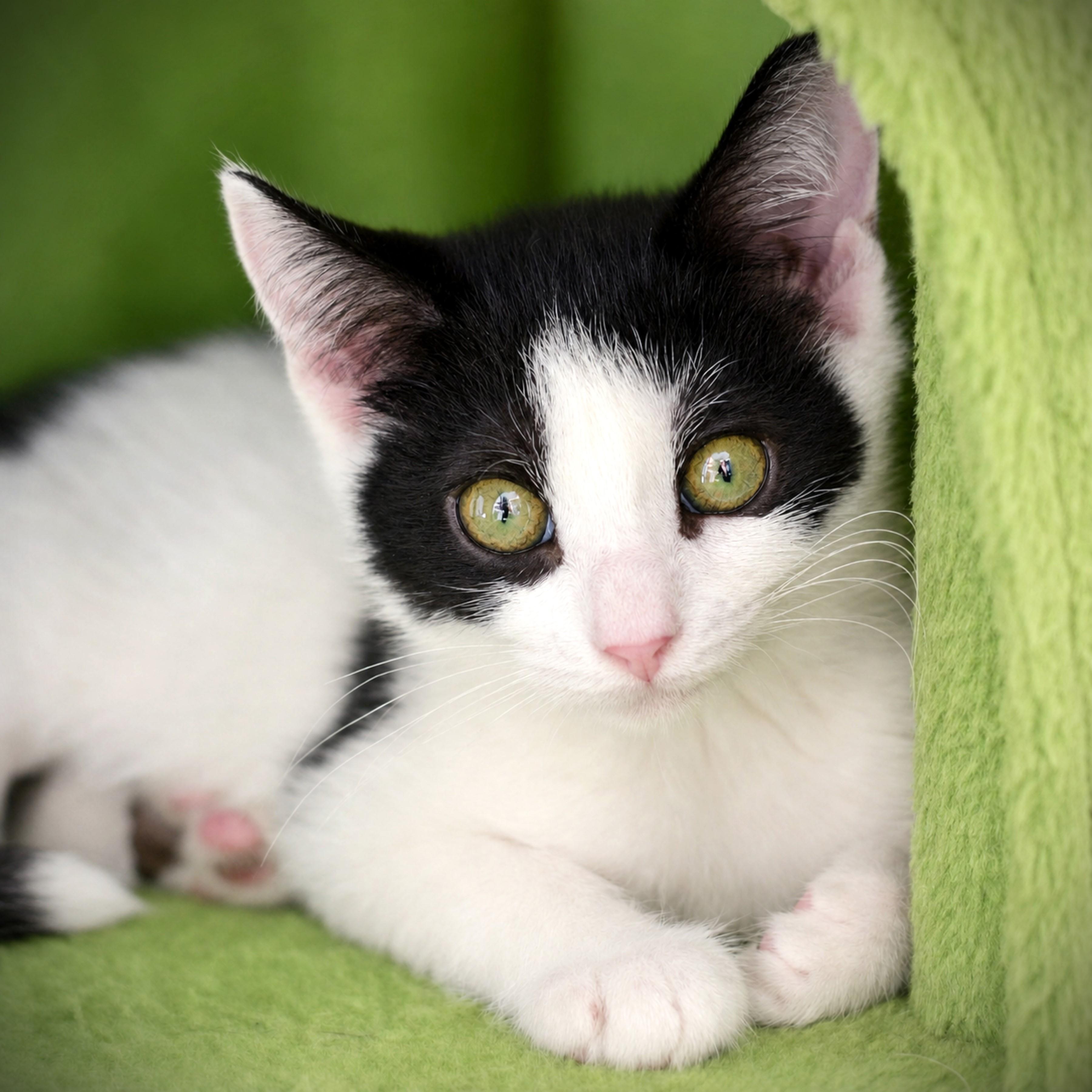 Clover, adoptable, Kitten Female Domestic Short Hair.