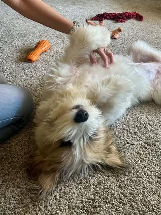 Enlarge Maisie, a Adopted Mixed Breed in Watertown, WI image 5/6