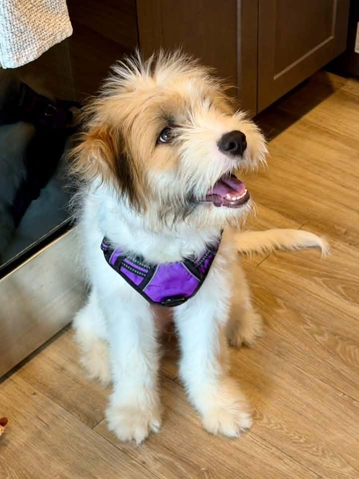 Enlarge Maisie, a Adopted Mixed Breed in Watertown, WI image 3/6