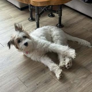 Enlarge Maisie, a Adopted Mixed Breed in Watertown, WI image 4/6