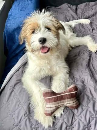 Enlarge Maisie, a Adopted Mixed Breed in Watertown, WI image 2/6