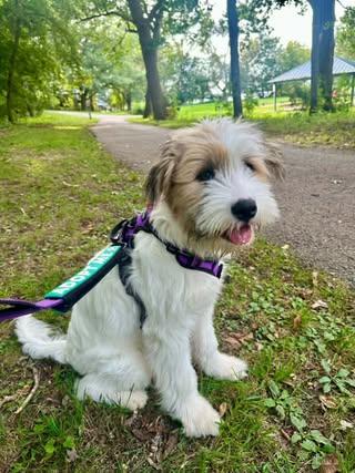 Maisie, Adopted, Puppy Female Mixed Breed.