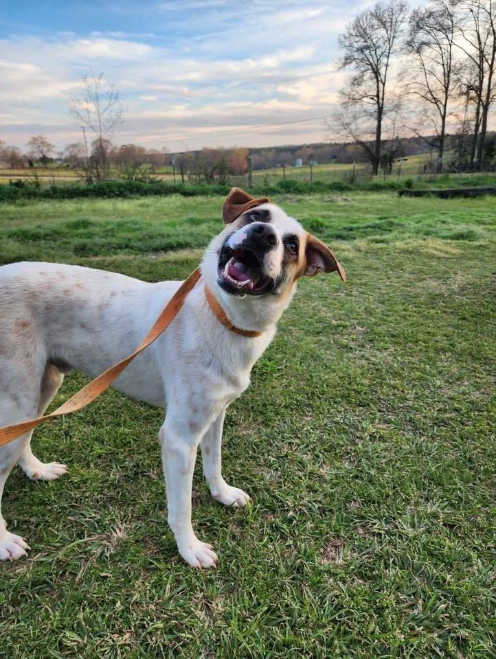 Enlarge Maze, a Adoptable mixed breed in Troy, AL image 1/6