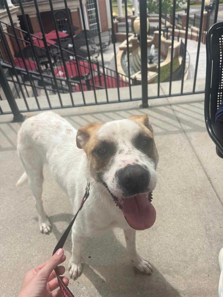 Enlarge Maze, a Adoptable mixed breed in Troy, AL image 2/6