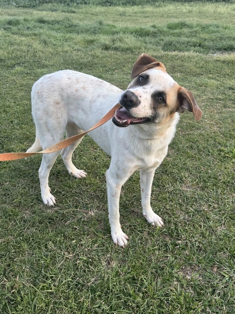 Enlarge Maze, a Adoptable mixed breed in Troy, AL image 4/6