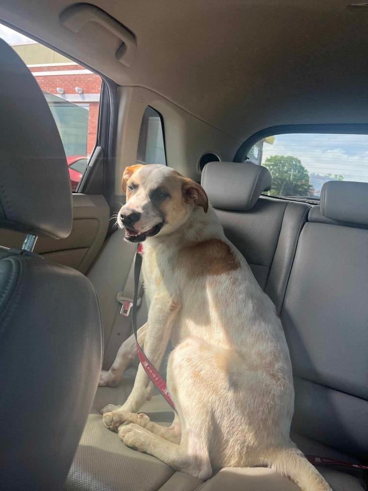 Enlarge Maze, a Adoptable mixed breed in Troy, AL image 5/6