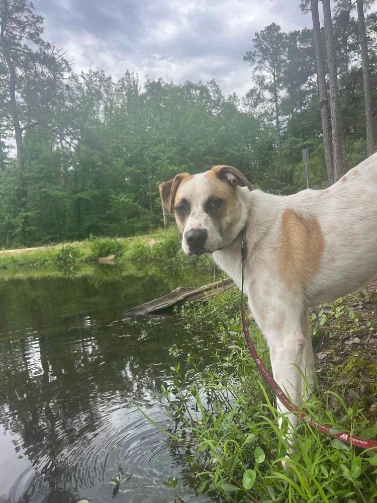 Enlarge Maze, a Adoptable mixed breed in Troy, AL image 6/6