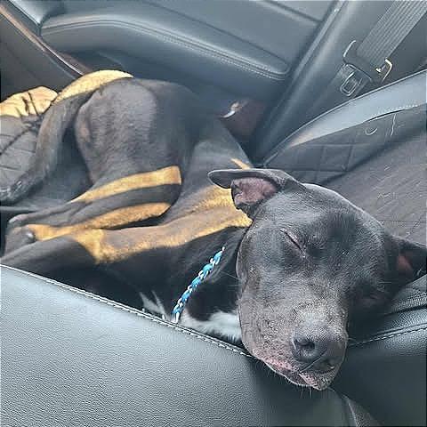 Pharaoh, Adoptable, Adult Male Pit Bull Terrier.