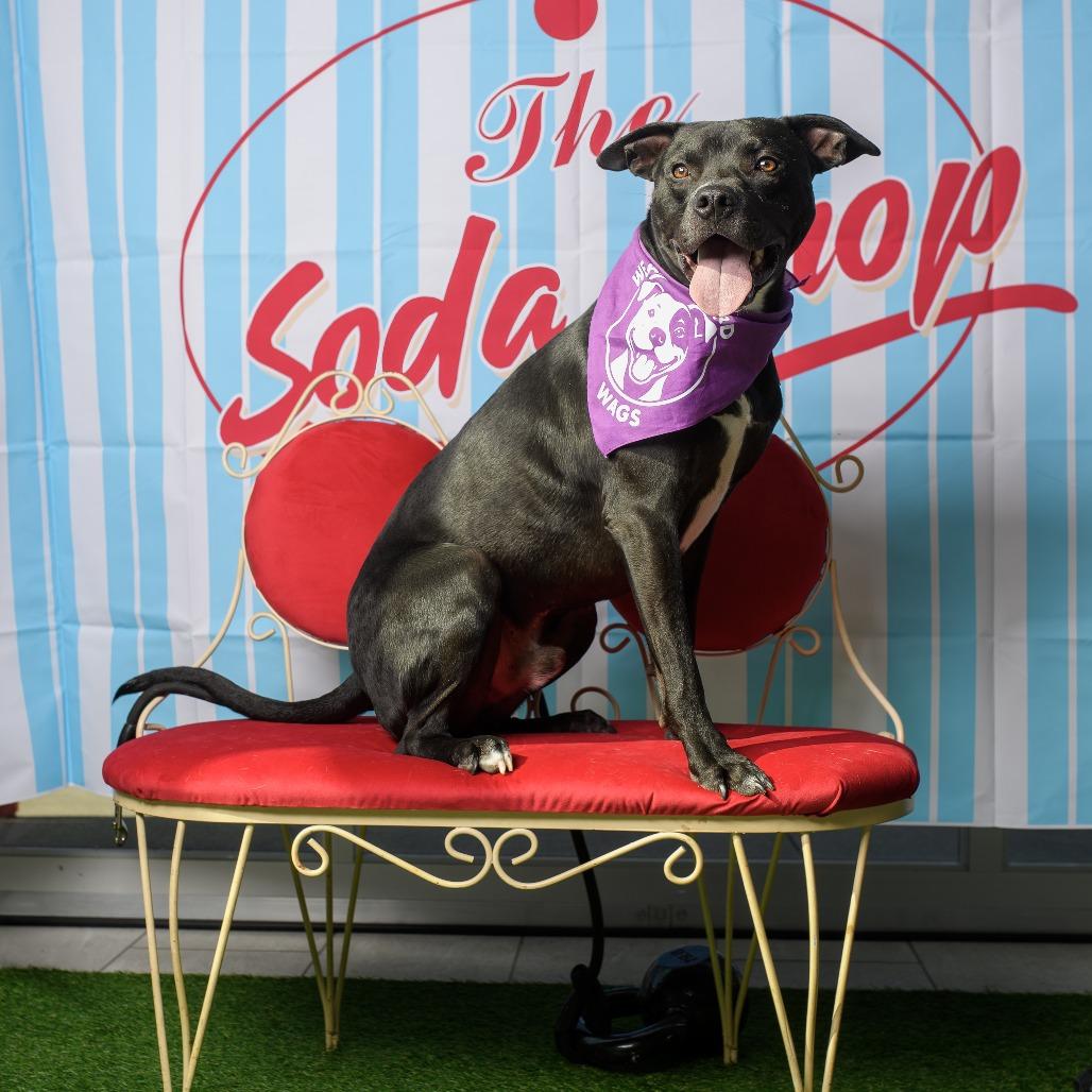 Pharaoh, Adoptable, Adult Male Pit Bull Terrier.