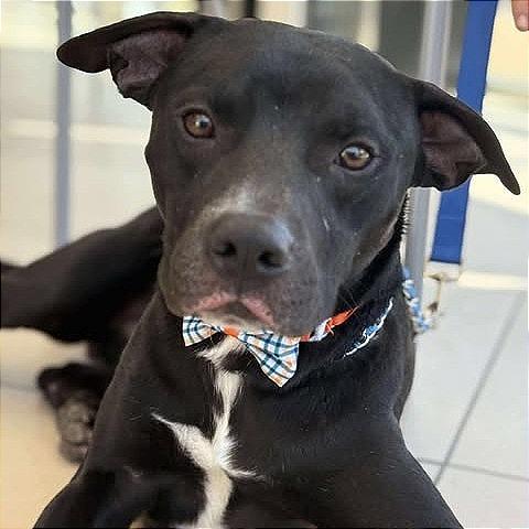 Enlarge Pharaoh, a Adoptable mixed breed in Weatherford, TX image 2/6