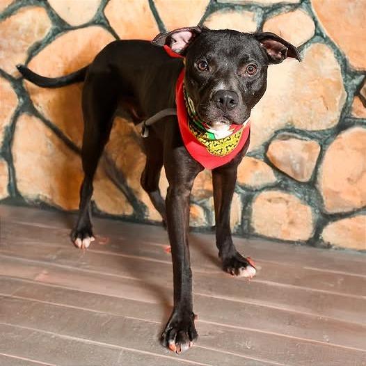 Enlarge Pharaoh, a Adoptable mixed breed in Weatherford, TX image 3/6