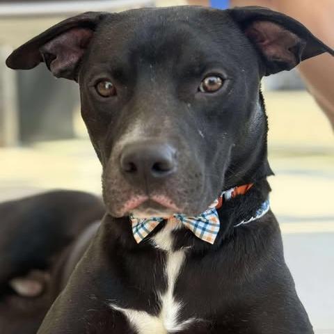 Enlarge Pharaoh, a Adoptable mixed breed in Weatherford, TX image 4/6