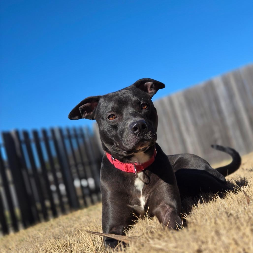 Enlarge Pharaoh, a Adoptable mixed breed in Weatherford, TX image 6/6
