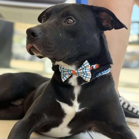 Enlarge Pharaoh, a Adoptable mixed breed in Weatherford, TX image 6/6