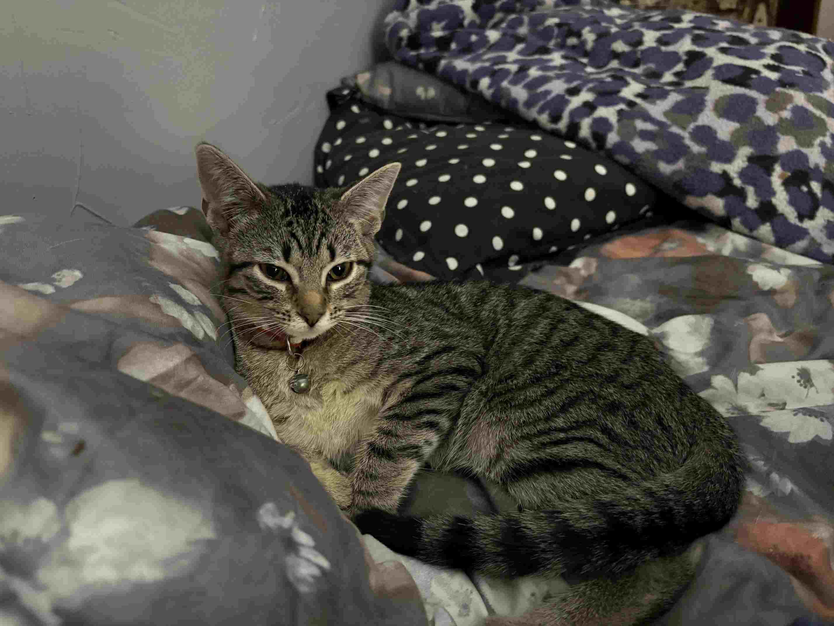 Tiramisu + Gelato (bonded brother + sister), a Adoptable Domestic Short Hair in Nashville, TN image 3/4