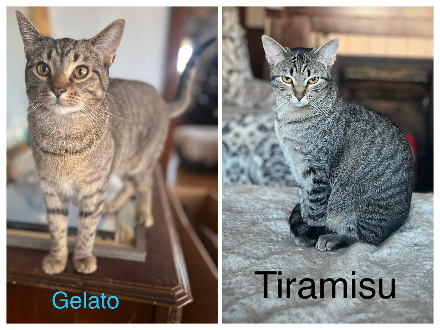 Tiramisu + Gelato (bonded brother + sister), a Adoptable Domestic Short Hair in Nashville, TN image 1/3
