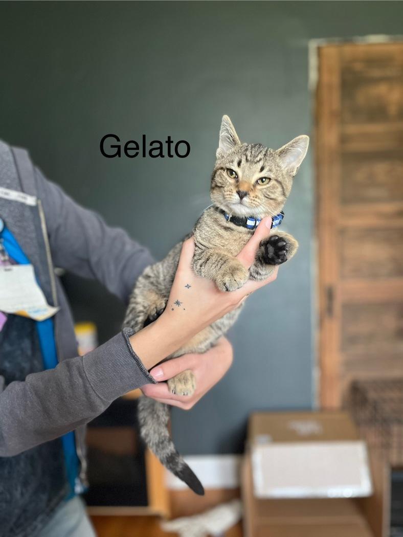 Tiramisu + Gelato (bonded brother + sister), Baby Male Domestic Short Hair